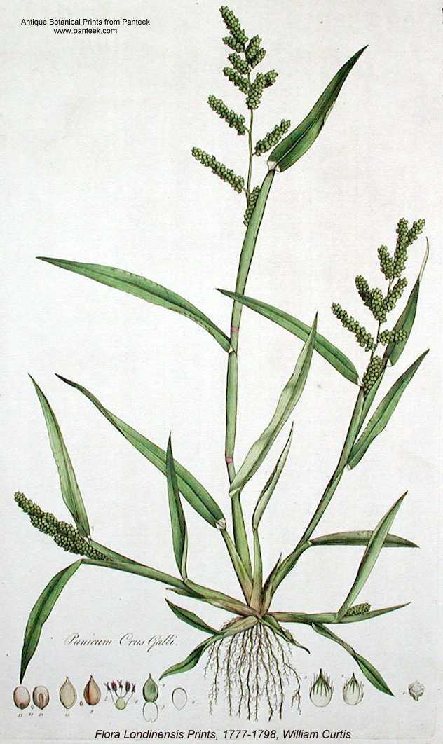 cockspur grass